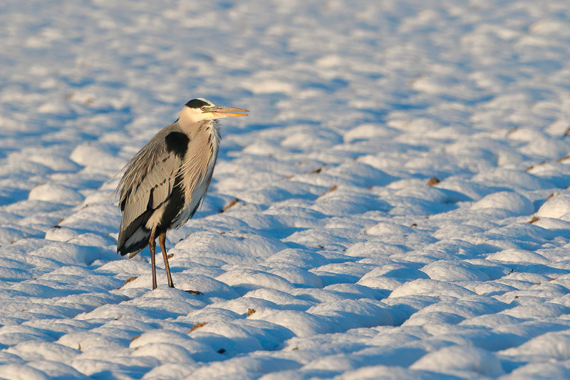 Grey Heron (Ardea cinerea)