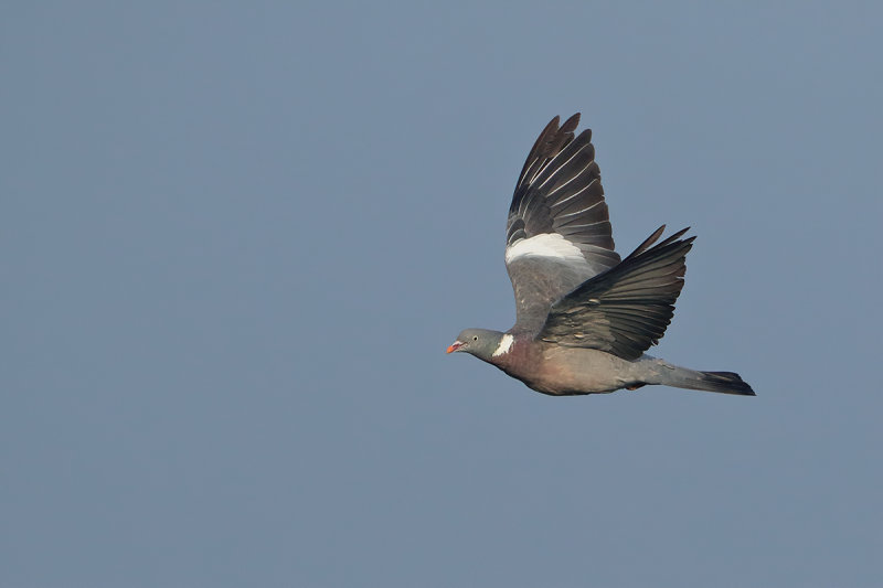 Common Wood Pigeon (Columba palumbus) 