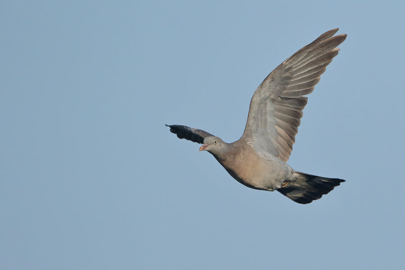 Common Wood Pigeon (Columba palumbus) 