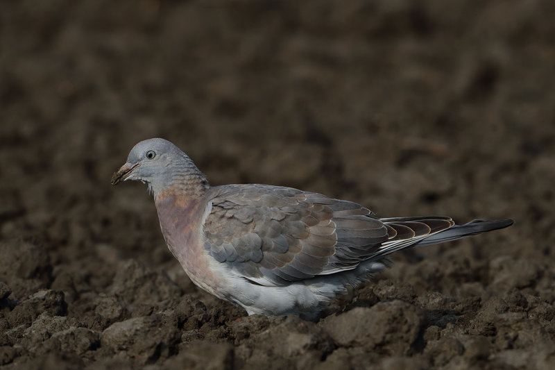 Common Wood Pigeon (Columba palumbus)