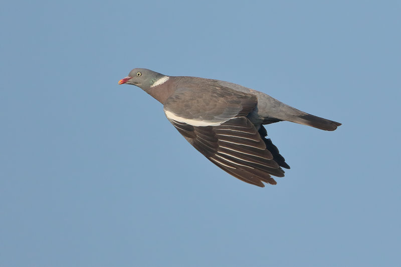 Common Wood Pigeon (Columba palumbus)