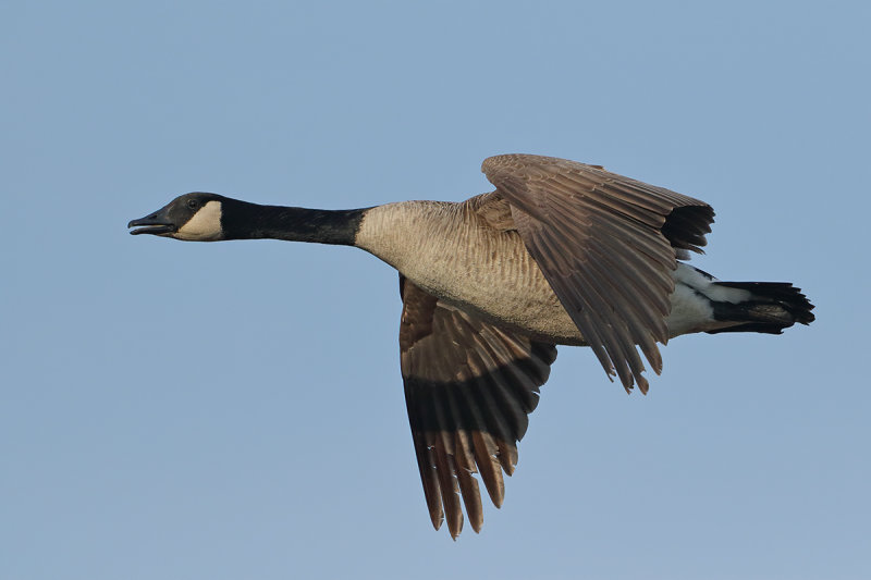 Canada Goose (Branta canadensis) 