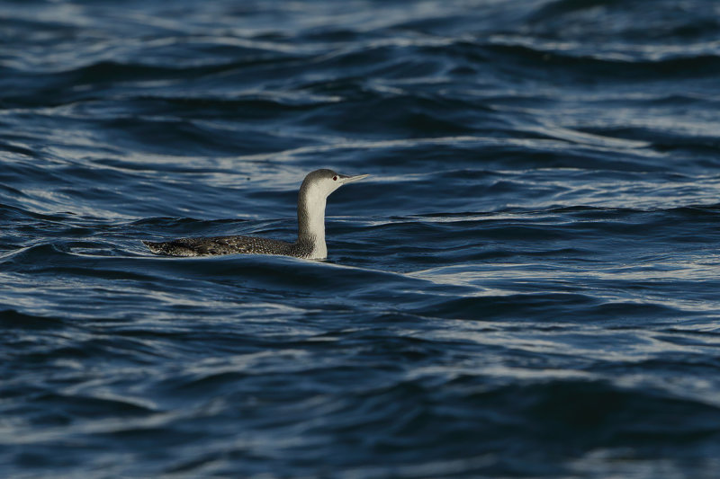 Red-throated diver or Red-throated loon (Gavia stellata) 