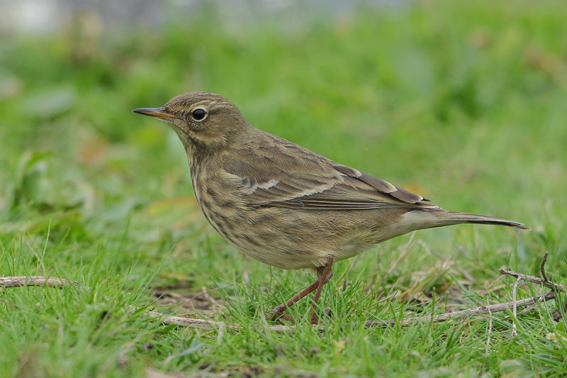 Gallery Rock Pipit