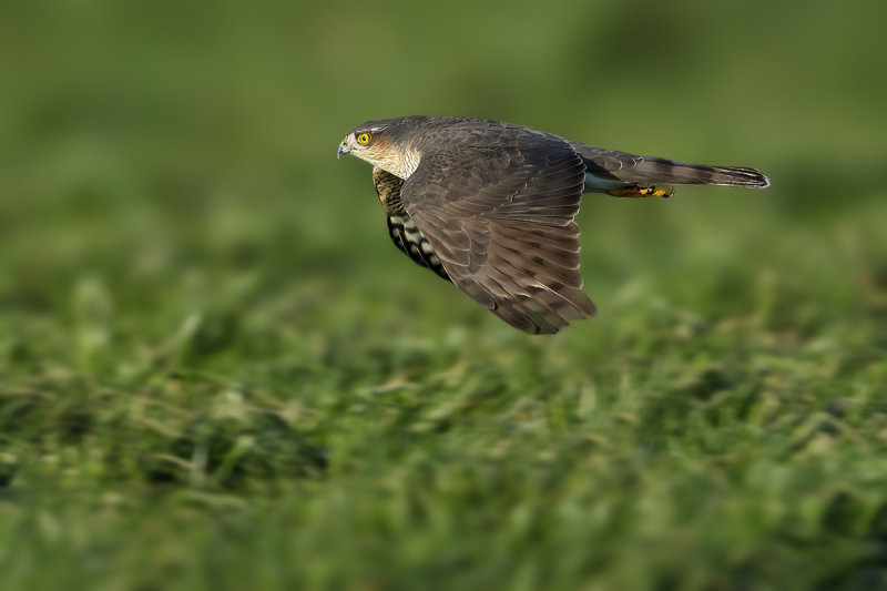 Eurasian (or Northern) Sparrowhawk (Accipiter nisus)