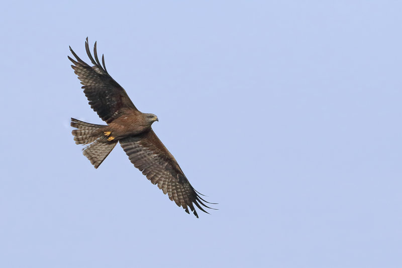 Black Kite (Milvus migrans) 