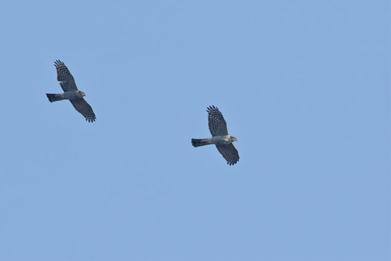 Eurasian (or Northern) Sparrowhawk (Accipiter nisus)