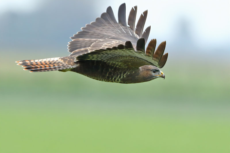 Common Buzzard (Buteo buteo) 