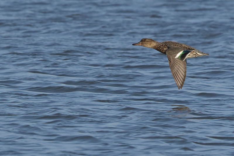 Common Teal (Anas crecca) 