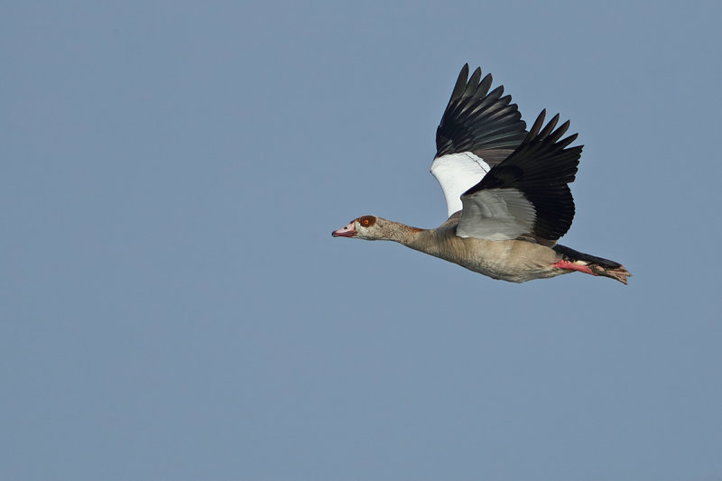 Egyptian goose (Alopochen aegyptiaca)