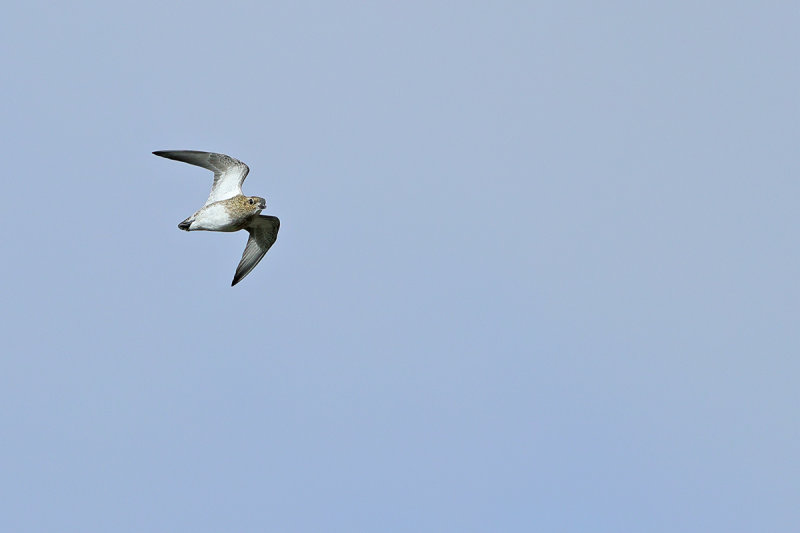 Eurasian Golden Plover (Pluvialis apricaria)