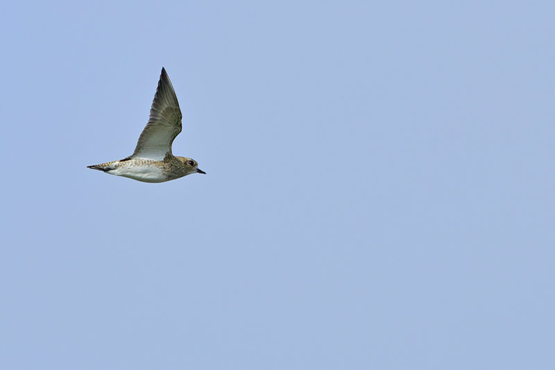 Eurasian Golden Plover (Pluvialis apricaria)