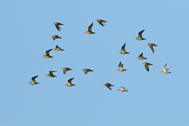 Eurasian Golden Plover (Pluvialis apricaria)