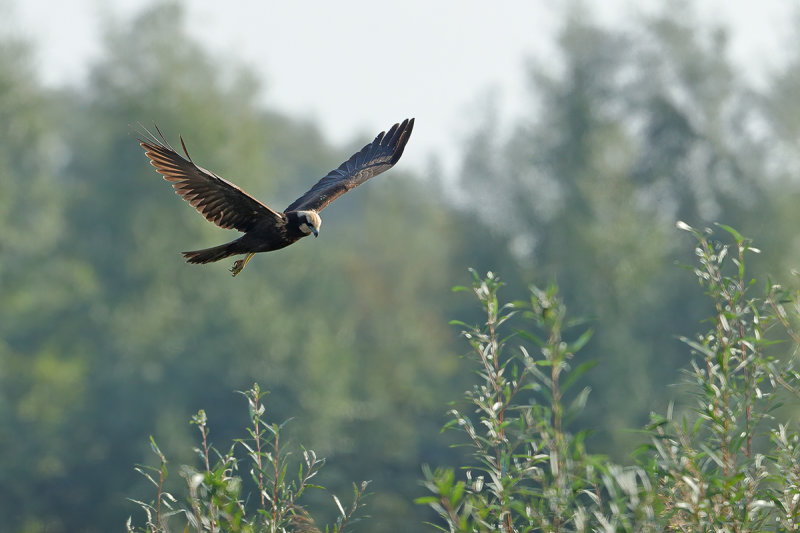 Western Marsh Harrier (Circus aeruginosus)