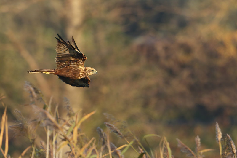 Western Marsh Harrier (Circus aeruginosus)