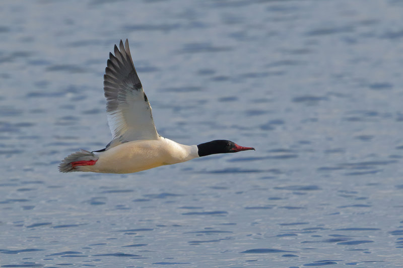 Goosander (Mergus merganser merganser) 