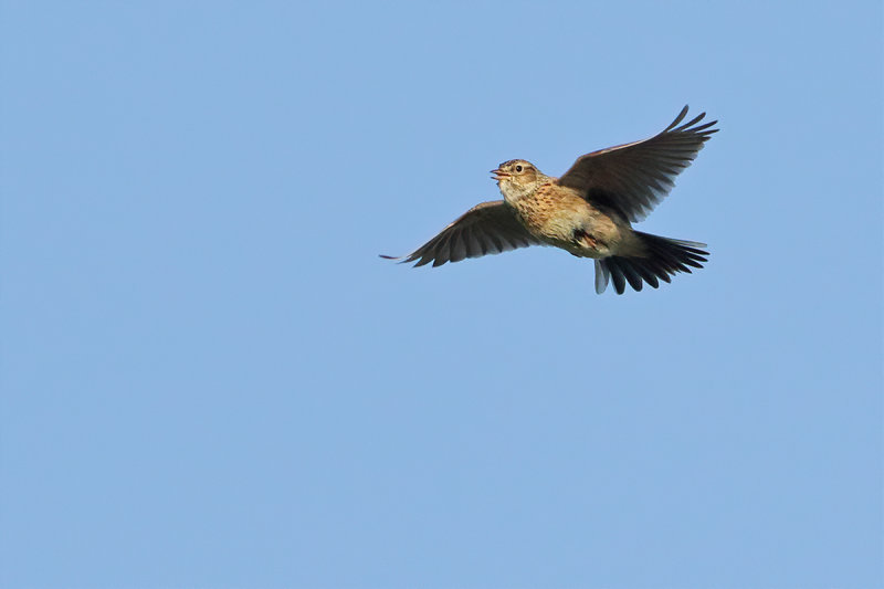 Eurasian Skylark (Alauda arvensis)