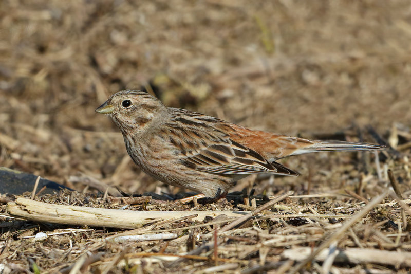 Gallery Pine Bunting