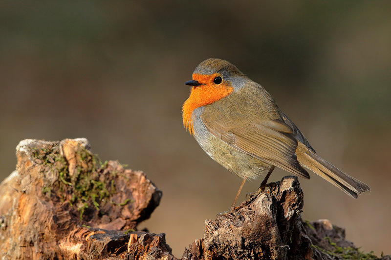 European Robin (Erithacus rubecula)