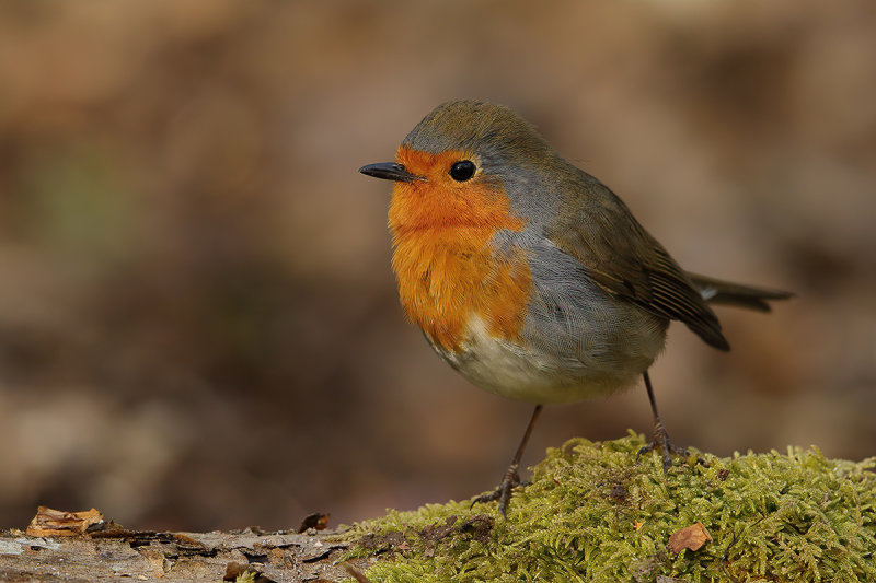 European Robin (Erithacus rubecula)