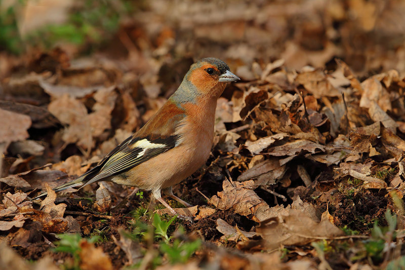 Common Chaffinch (Fringilla coelebs) 