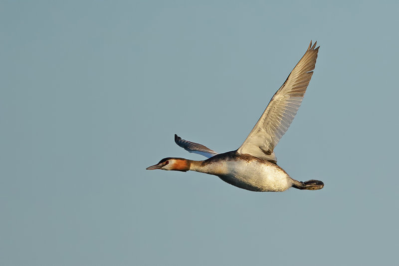 Great Crested Grebe (Podiceps cristatus)