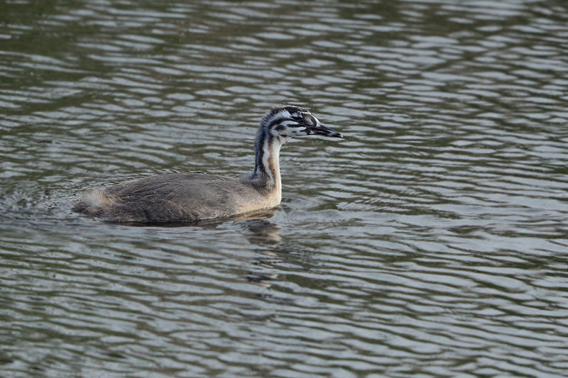 Great Crested Grebe (Podiceps cristatus)