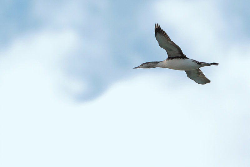 Red-throated diver or Red-throated loon (Gavia stellata) 