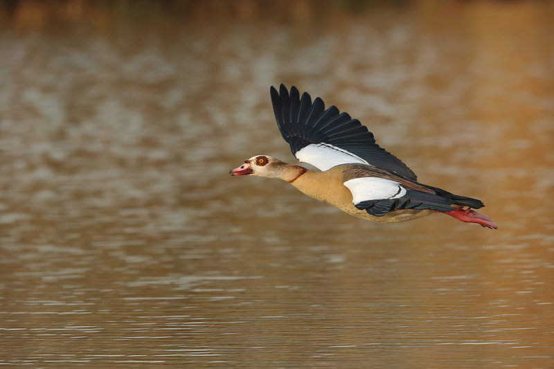 Egyptian goose (Alopochen aegyptiaca)