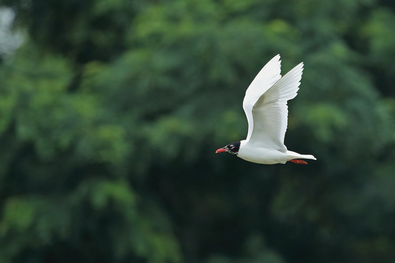 Mediterranean Gull (Ichthyaetus melanocephalus)