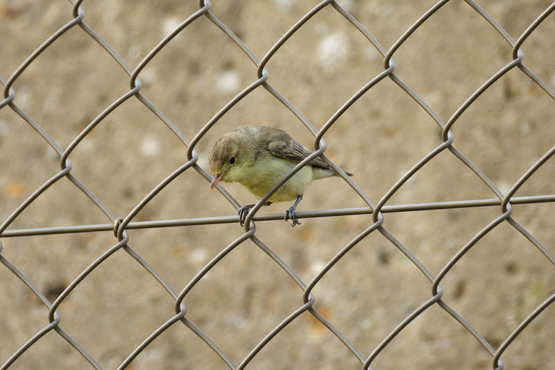 Icterine Warbler (Hippolais icterina)