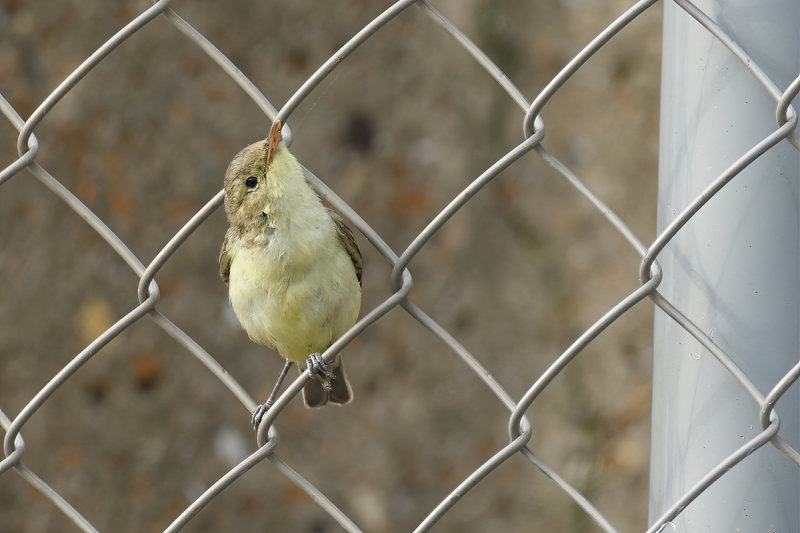 Icterine Warbler (Hippolais icterina)