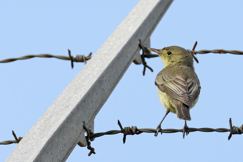 Icterine Warbler (Hippolais icterina)