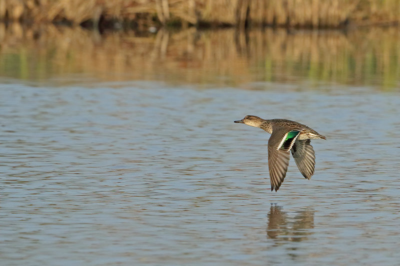 Common Teal (Anas crecca) 