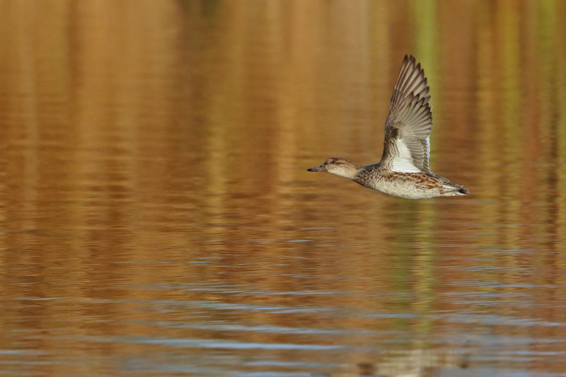 Common Teal (Anas crecca) 