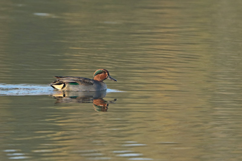 Common Teal (Anas crecca) 