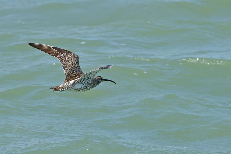 Whimbrel (Numenius phaeopus)