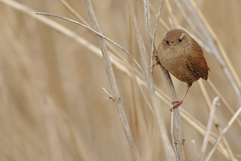 Eurasian Wren (Troglodytes troglodytes) 