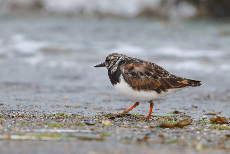 Ruddy Turnstone (Arenaria interpres)