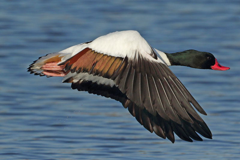 Common Shelduck (Tadorna tadorna)