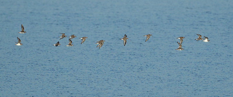 Common Ringed Plover (Charadrius hiaticula) 