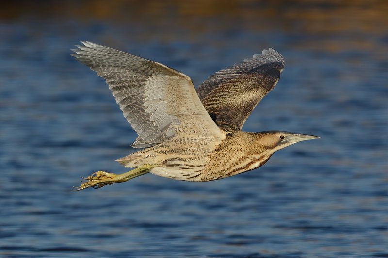 Great Bittern (Botaurus stellaris)