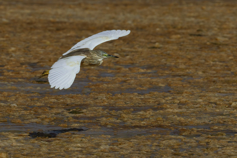 Squacco Heron (Ardeola ralloides)