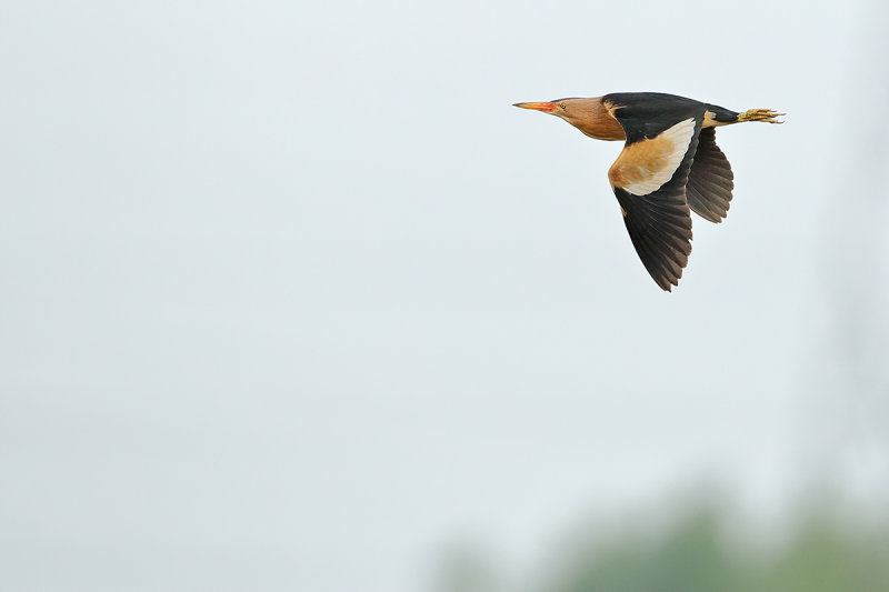 Little Bittern (Ixobrychus minutus) 