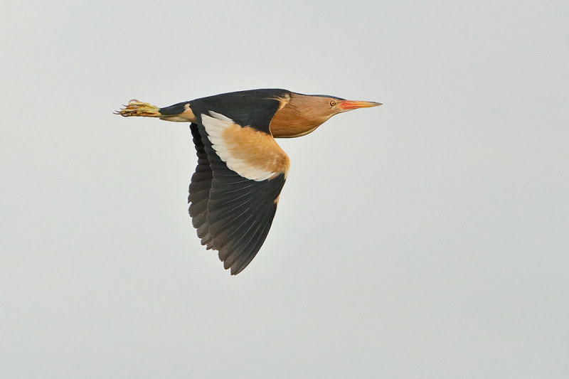 Little Bittern (Ixobrychus minutus) 