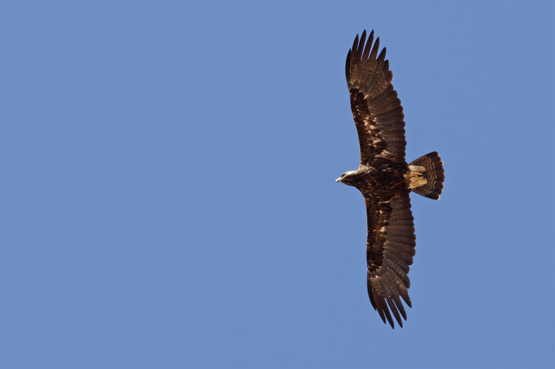 Eastern Imperial Eagle (Aquila heliaca)