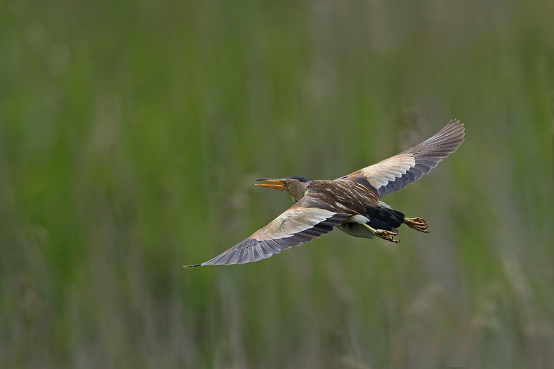 Little Bittern (Ixobrychus minutus) 