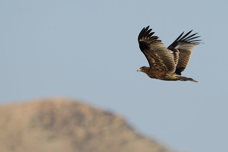 Greater Spotted Eagle (Aquila clanga) 