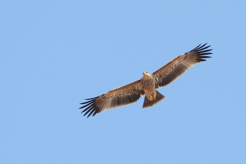 Eastern Imperial Eagle (Aquila heliaca) 