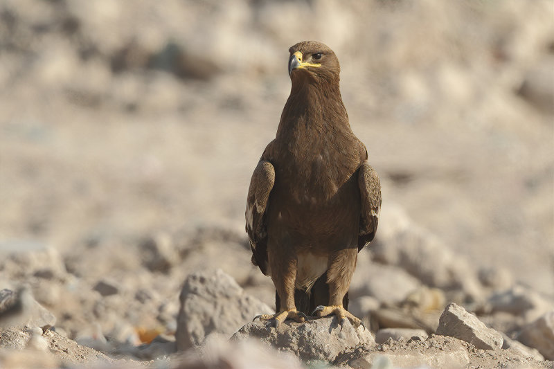 Steppe Eagle (Aquila nipalensis)